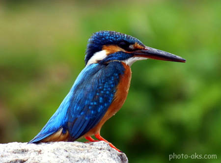 کینگ فیشر یا ماهی خورک kingfisher image