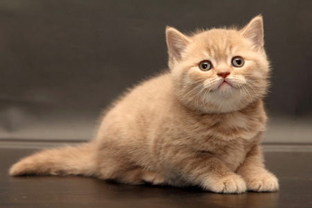 عکس گربه انگلیسی پشمالو kitten briton cute