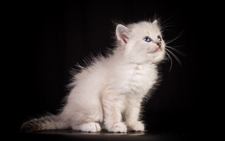 بچه گربه سفید پشمالو بامزه kitten cat fluffy