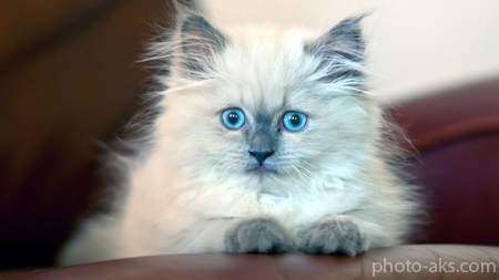 عکس گربه ایرانی با چشمان آبی persian cat blue eye