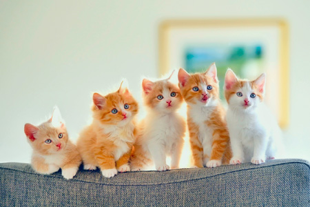 گربه های خال خالی روی مبل kittens sofa spotted