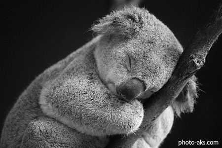 خواب شیرین خرس کوالا sleep of koala bear