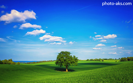 زیباترین مناظر تک درخت در طبیعت beautifull green landscape