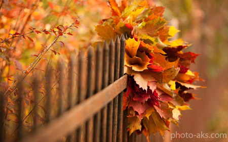 برگ های پاییزی و حصار چوبی leafs bucket autumn