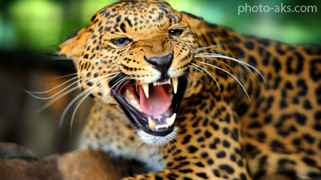 نعره پلنگ گربه وحشی leopard hd wallpaper
