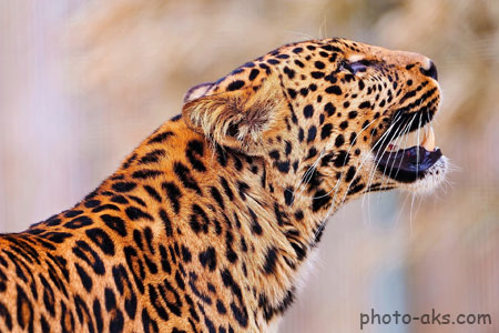 عکس زیبای پلنگ leopard wallpaper