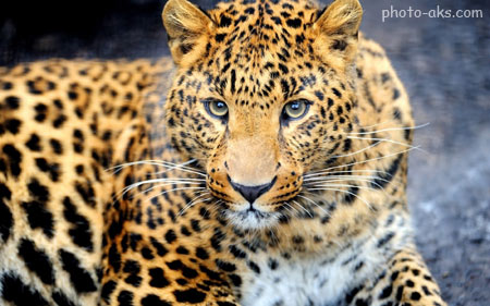 عکس نگاه پلنگ وحشی leopard eyes image