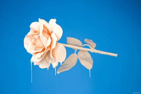 عکس شاخه گل رز شیری light pink rose
