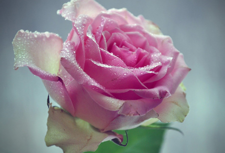 شاخه گل رز صورتی روشن زیبا light pink rose