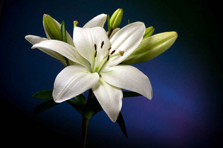 زیباترین عکس های گل لیلیوم lily white hd pictures