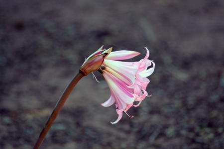 شاخه گل لیلیوم صورتی lily flower pink