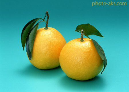 لیمو شیرین sweet lemon