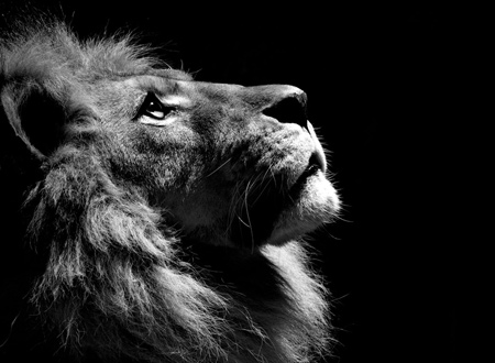 عکس سیاه و سفید حیوان شیر lion black white