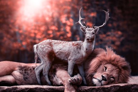 عکس شیر و آهو lion deer wildlife