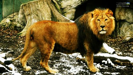 عکس شیر سلطان جنگل lion king wallpaper
