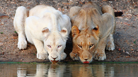 دو شیر ماده در حال خوردن آب lions water