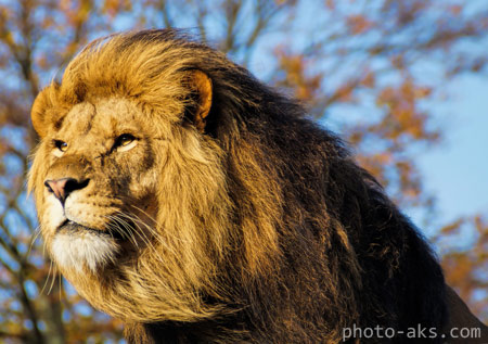 شیر نر سلطان جنگل lion wallpaper