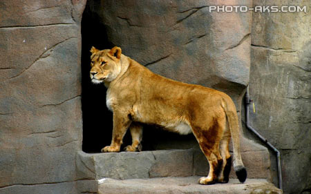 پوستر شیر ماده در باغ وحش lion in zoo wallpaper
