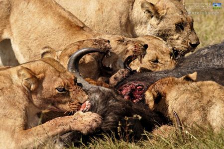 عکس شیر ها در حال خوردن بوفالو lions eating buffalo
