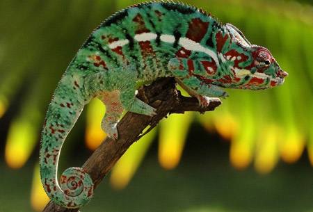 عکس آفتاب پرست روی شاخه lizard chameleon
