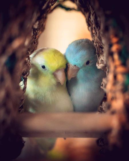 عکس عاشقانه پرندگان love birds