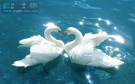 عکس های قوهای عاشق love swans wallpaper