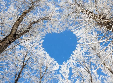 عکس قلب شاخه درختان در زمستان love heart tree winter
