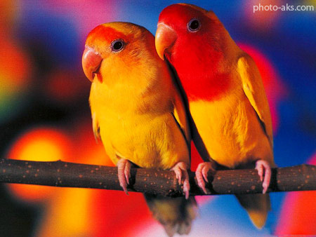 مرغهای عشق زرد زیبا love birds