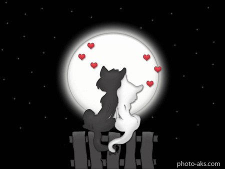 پوستر های جدید عاشقانه love cats in moon