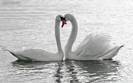 دو قو سفید عاشق love white swans