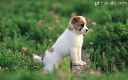 عکس سگ عروسکی lovly white puooy