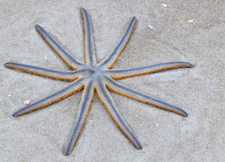 عکس ستاره دریایی نه پا luidia senegalensis