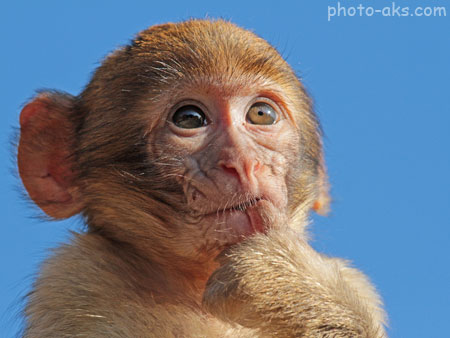 عکس بچه میمون بامزه monkey baby image