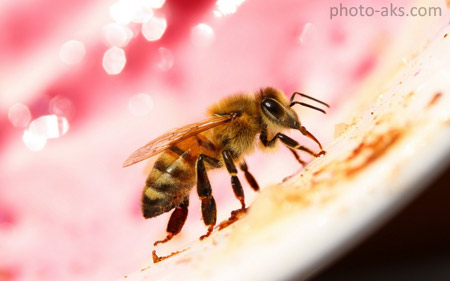عکس حشره زنبور عسل bee macro picture