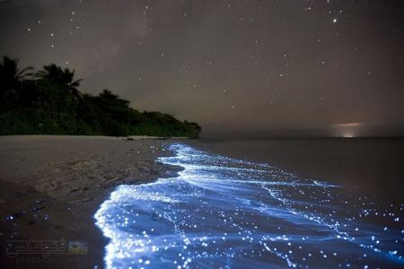 ساحل درخشان و جادویی در شب magic lighting in beach