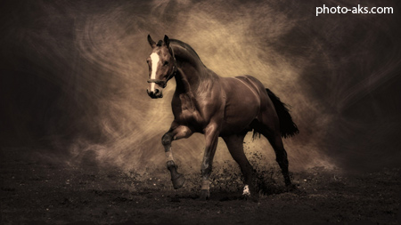 باشکوه ترین عکس اسب ها majestic brown horse