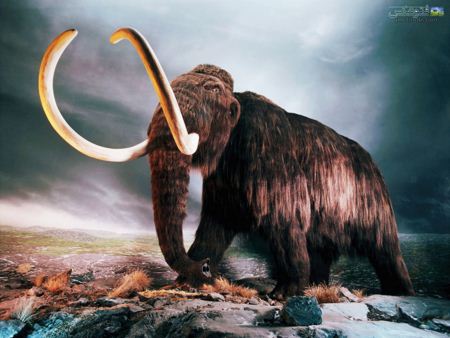 عکس ماموت فیل های اولیه mammoth elephant pic