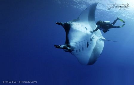 سفره ماهی و غواص manta ray