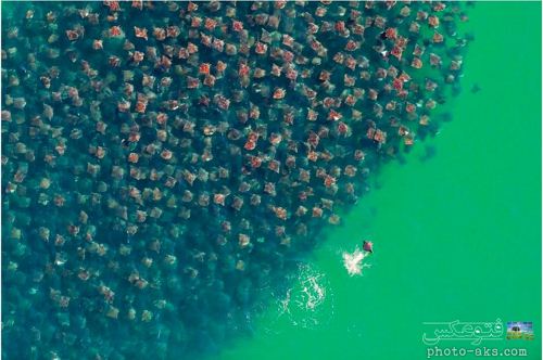 تجمع سفره ماهی ها در ساحل manta rays in beach