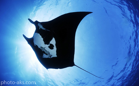 موجودات دریایی شگفت انگیز manta ray sea creature