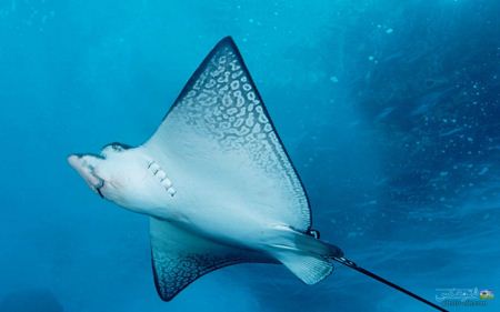 والپیپر آبی رنگ سفره ماهی manta ray wallpaper 
