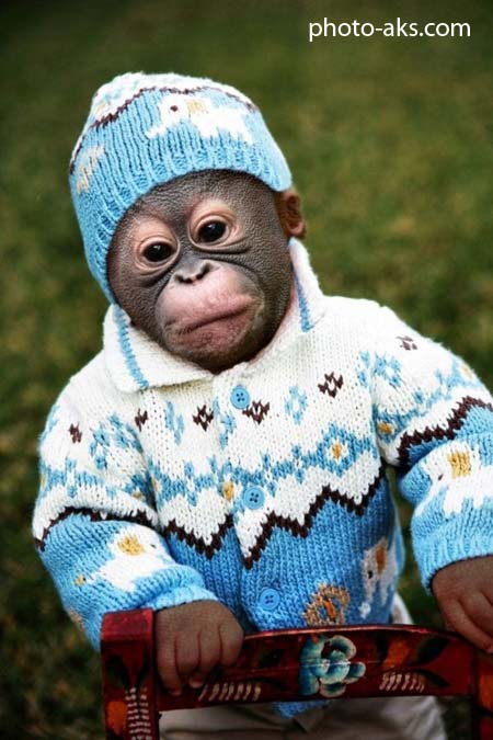میمون بانمک با لباس meimon bamazeh