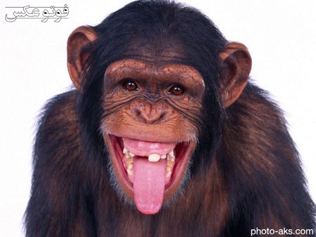 عکس بامزه میمون monkey pictures