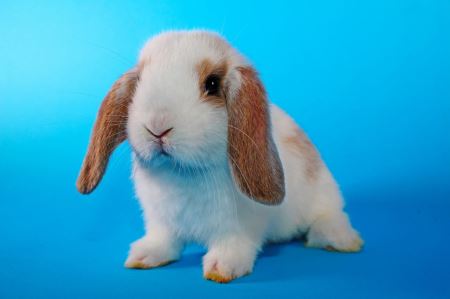 عکس خرگوش مینی لوپ mini lop rabbit