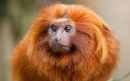 عکس زیبا میمون پر مو طلایی monkey face fluffy kind