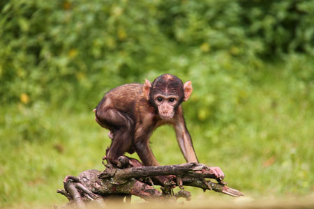 عکس بچه میمون بامزه لاغر monkey nature baby