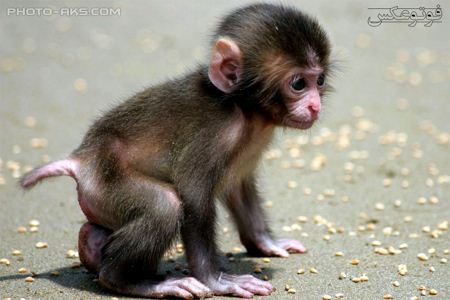 بچه میمون خیلی کوچولو monkey baby