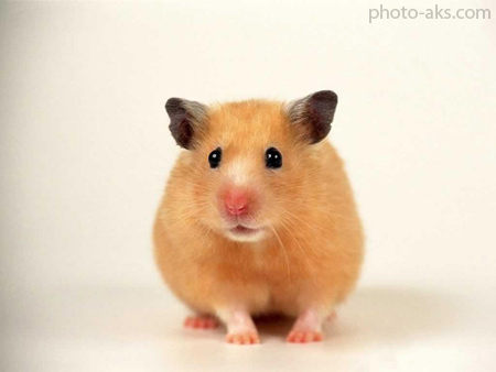 عکس همستر قهوه ای mouse hamester