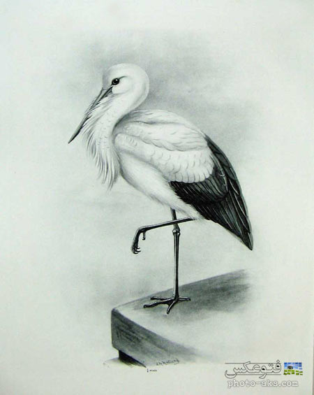 نقاشی سیاه و سفید لک لک stork painting