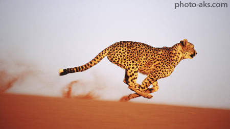 عکس یوزپلنگ در حال دویدن cheetah speed